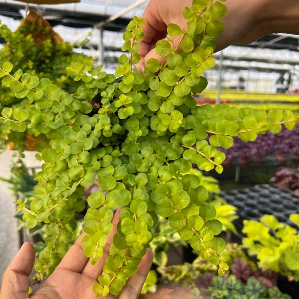 过路黄 多年生盆栽地栽花园皆可铺地植物