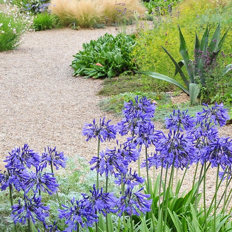 【百子莲】多年生耐阴耐晒植物皮实好养