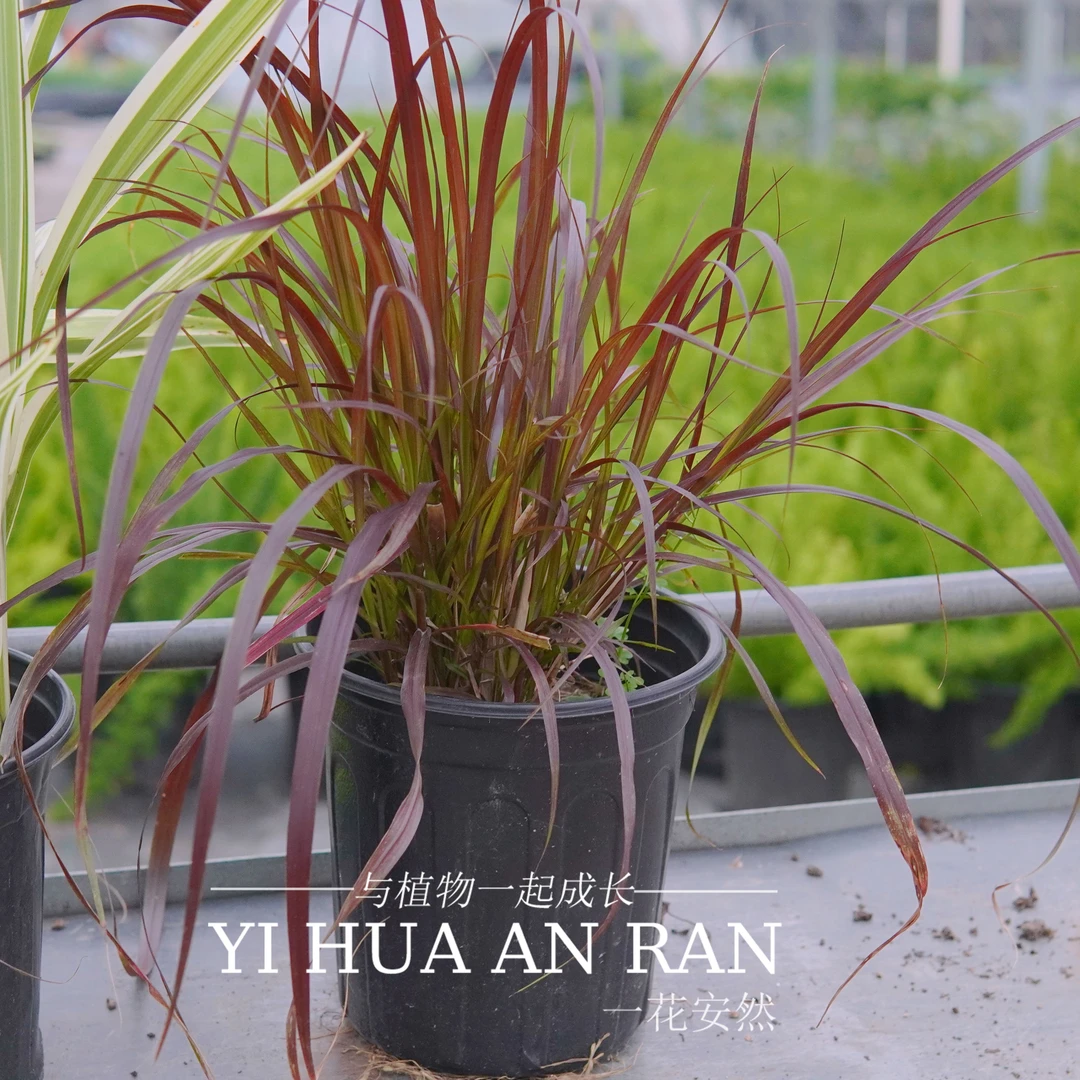 【日本红草】多年生耐寒耐热庭院湿地造景绿植花卉