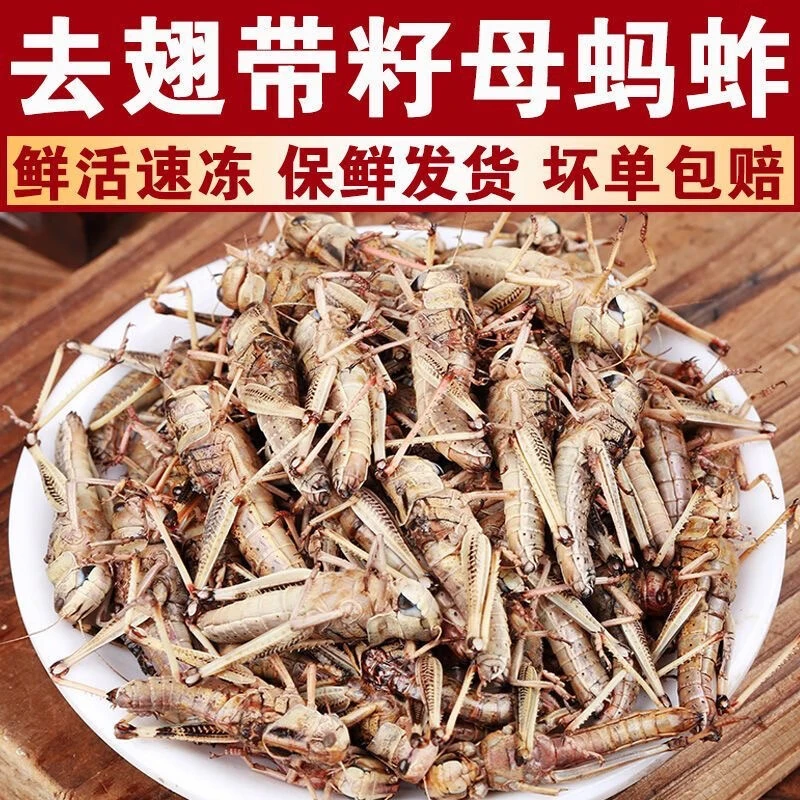 【鲜活速冻】山东特蝗虫蚂蚱蚱蜢2024新鲜纯母去翅带籽东亚飞蝗