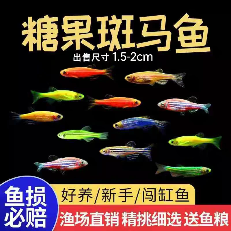精品热带鱼4色糖果彩色斑马鱼观赏鱼七彩小型鱼好养活淡水鱼精品