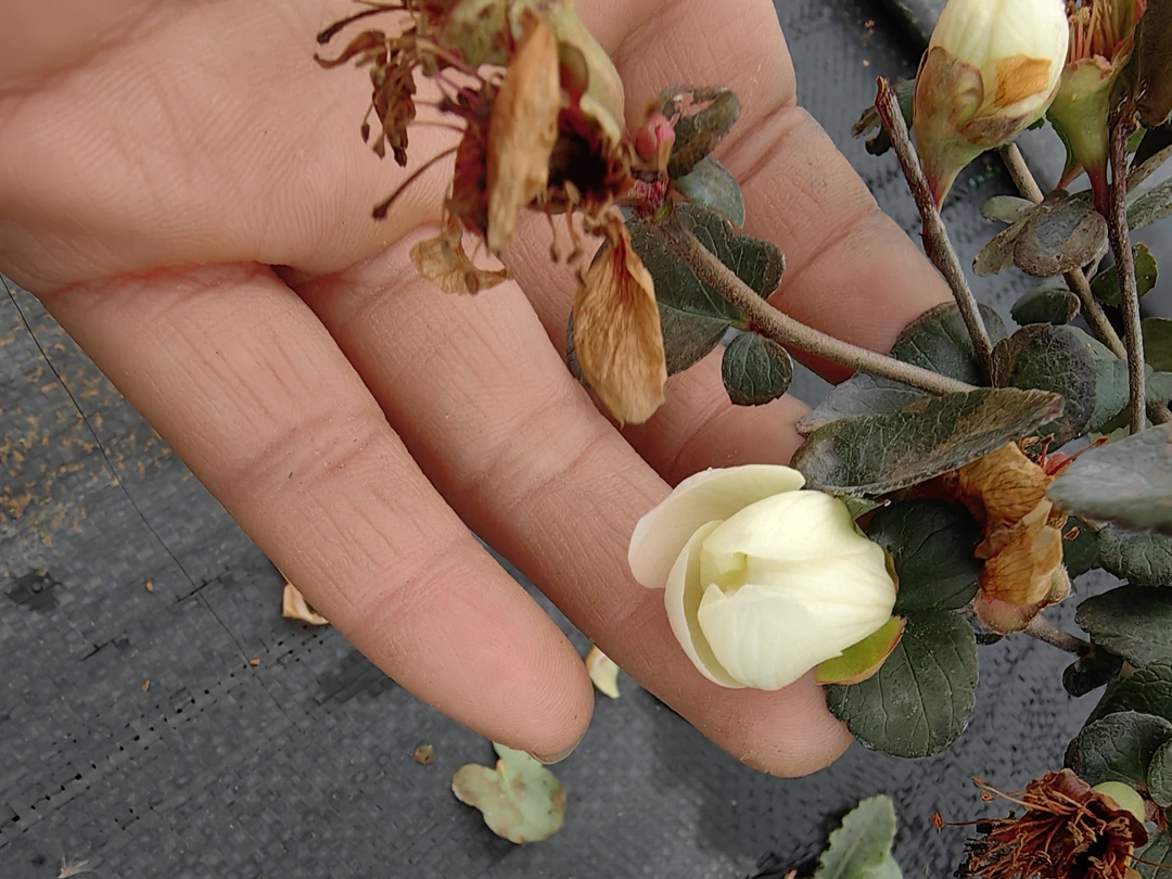 长寿梅花花一号白花,一物一拍专用链接