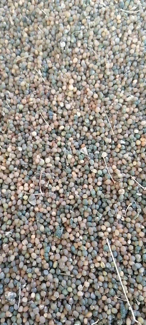 多花黄精种子多花倒苗黄精种子高山老虎姜种子多花倒苗黄精种子