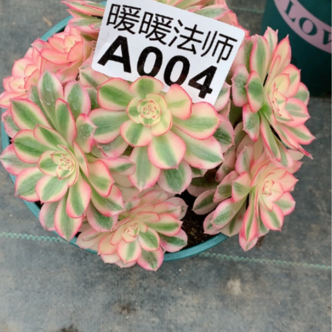 【闪购商品】紫砂茶杯伊*一A004--倾城38