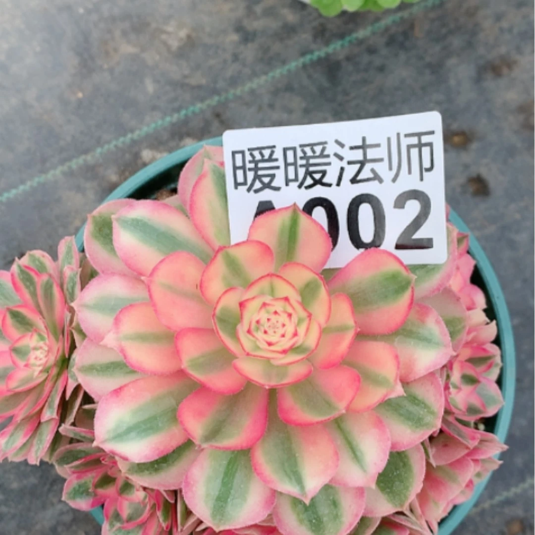 【闪购商品】紫砂茶杯远**说A002–倾城35