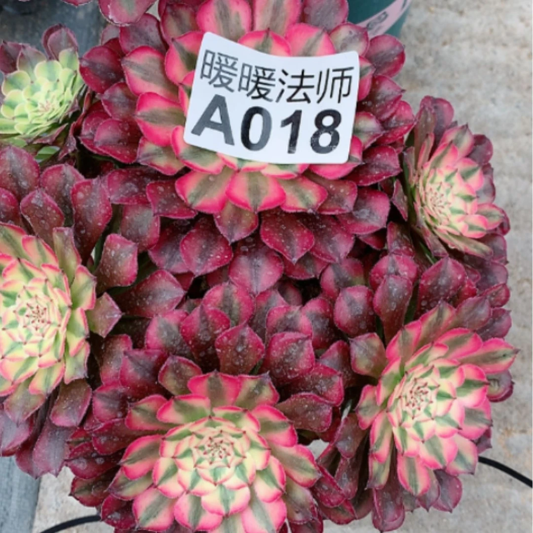 【闪购商品】紫砂茶杯榕A018–30