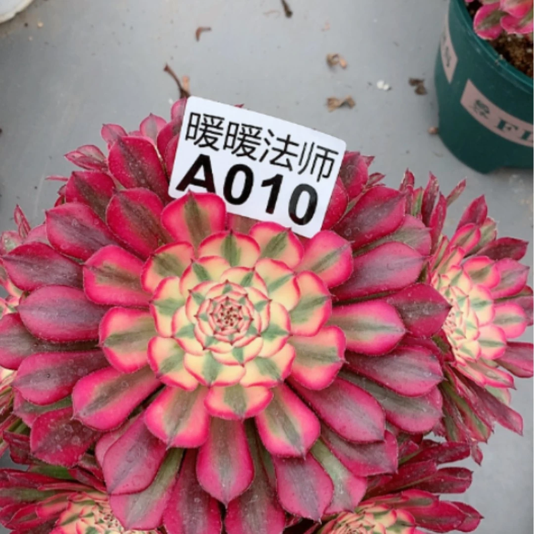 【闪购商品】紫砂茶杯双****回A010—35