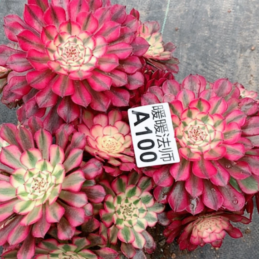 【闪购商品】紫砂茶杯香***队A100-3颗40