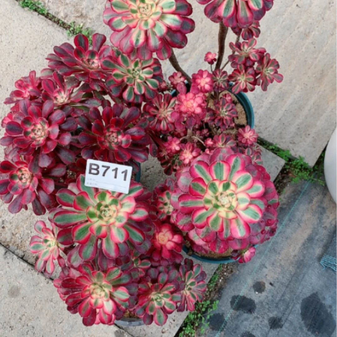 【闪购商品】紫砂茶杯顿*B711–4颗88