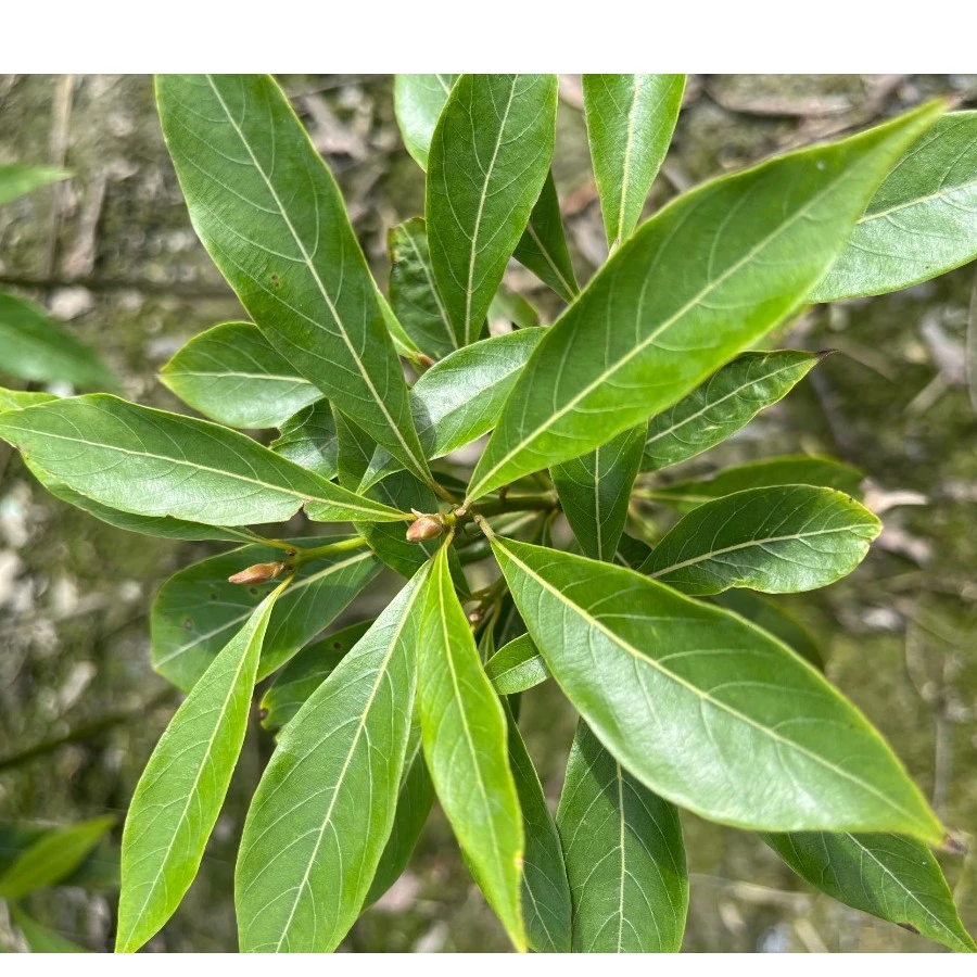 四川正宗金丝楠木小叶桢楠树苗