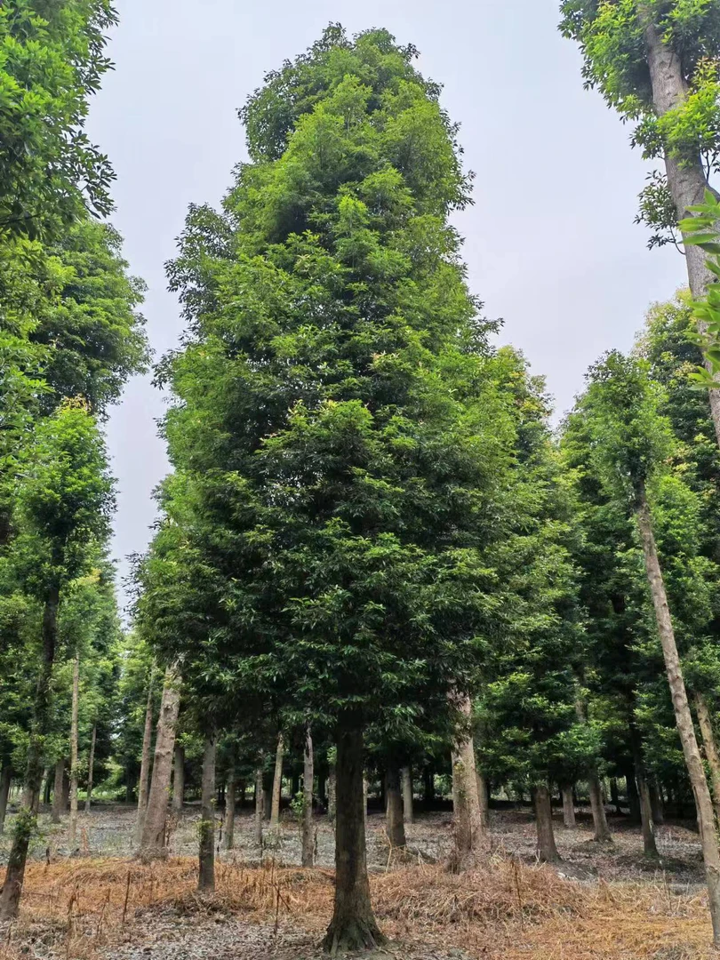 小叶楠现场拍苗改价链接