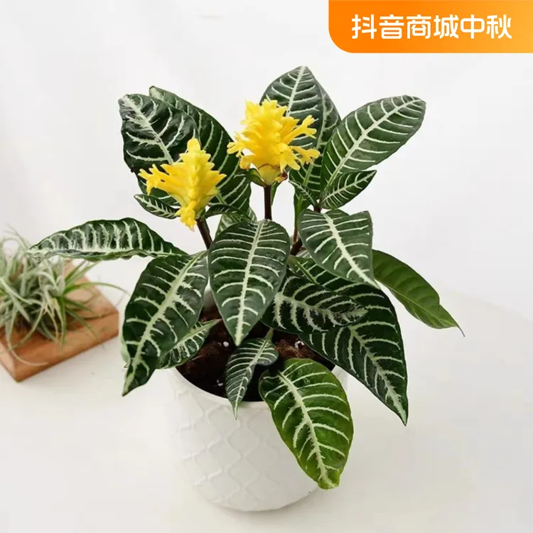 带花苞【黄金宝塔】原盆原土种好室内室外好养活绿植种好发货