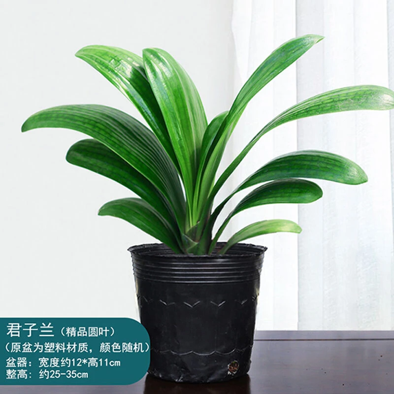 君子兰花君子兰盆栽耐旱的观花观叶四季常青好养懒人花卉精品植物