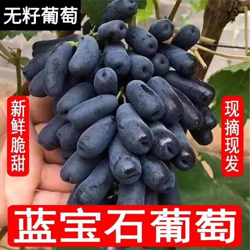 云南大理蓝宝石无籽纯甜葡萄产地现采整串直发2斤/4斤金手指黑提