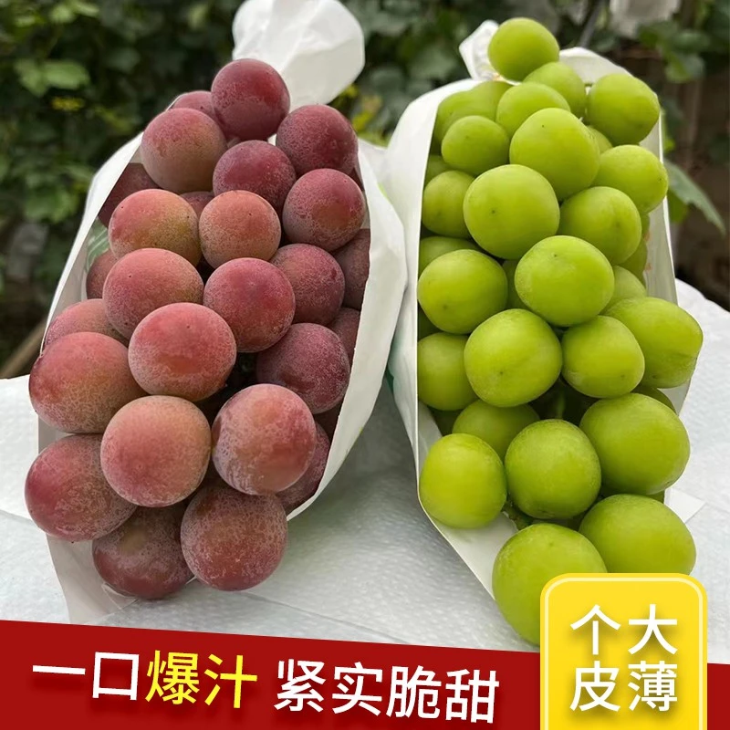 云南大理正宗妮娜皇后阳光玫瑰蓝宝石纯甜葡萄3/4斤顺丰空运坏果