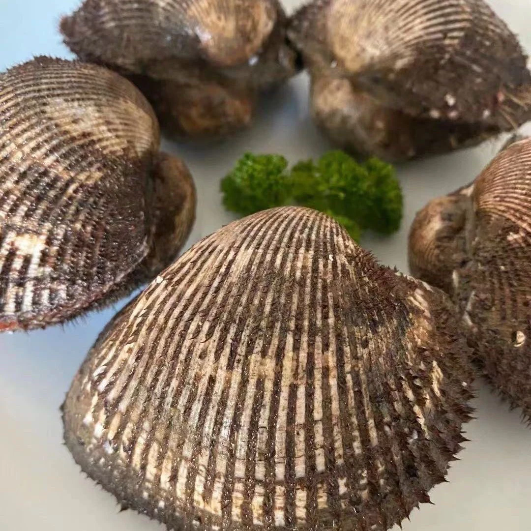大连渤海湾赤贝,5斤装 鲜活发货 顺丰包邮