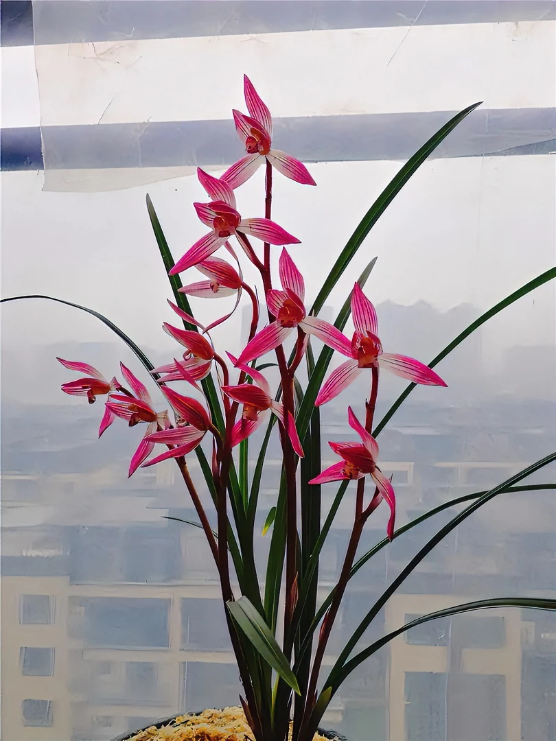 兰花（寒兰红素）浓香细叶好养