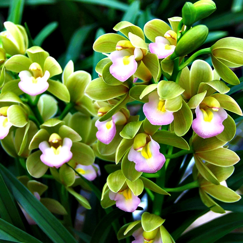 浓香带花苞 特A级 兰花（香水香兰）浓香大花蕙兰