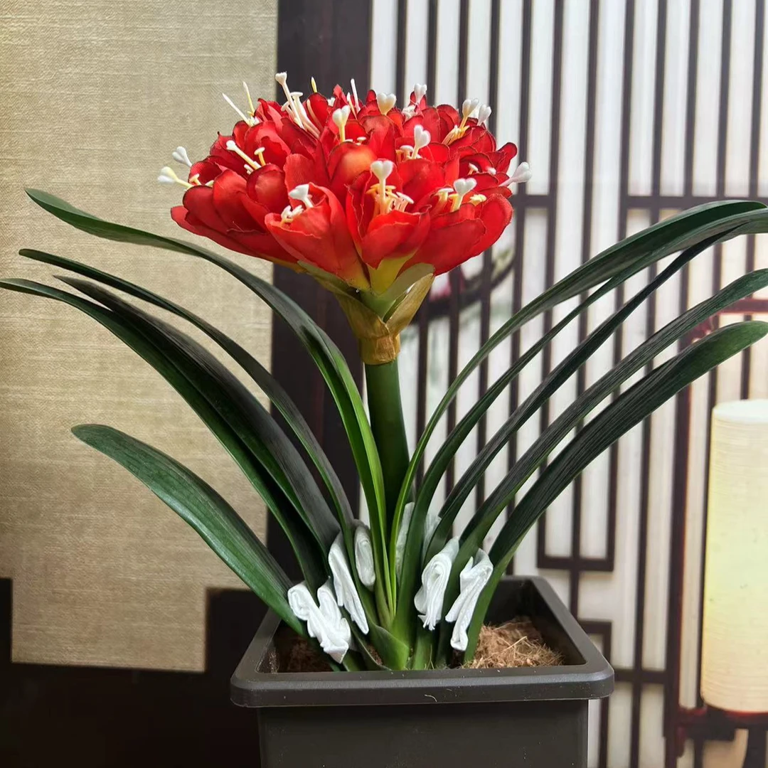 红将军 精品君子兰  客厅阳台高端摆放绿植