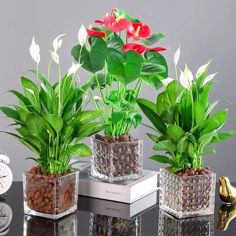 红掌白掌花卉绿植盆栽水培植物室内好养四季开花免浇水一帆风顺