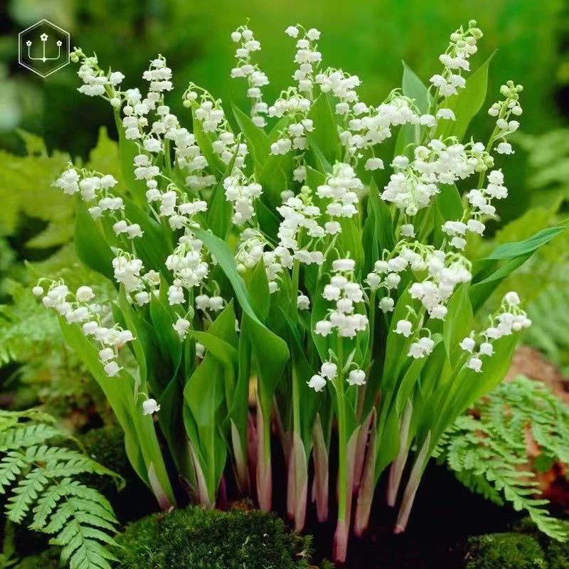 【精选带芽带根】铃兰花苗浓香多年生室内绿植盆栽耐寒好养活