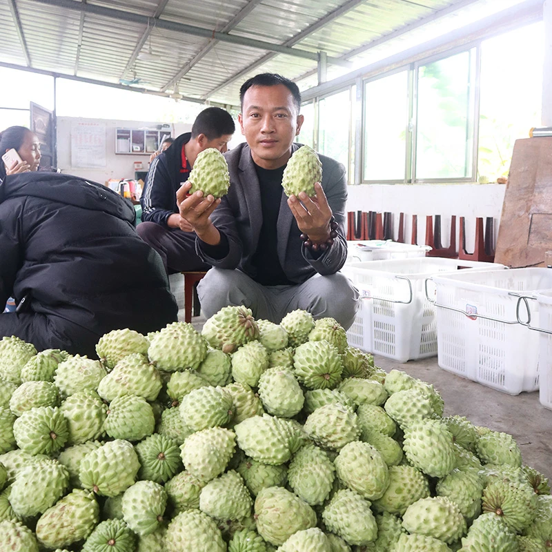 （花斑特大果） 云南凤梨释迦果蜜甜多汁4斤送1斤到手5斤需催熟放软