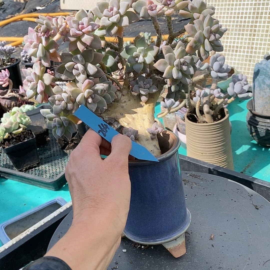 264多肉植物老桩