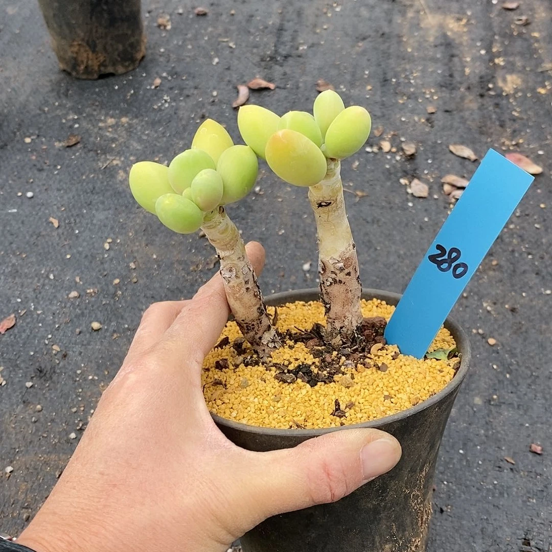 280多肉植物老桩