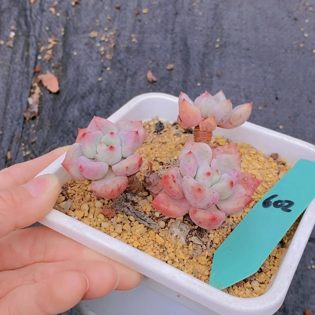 602多肉植物老桩