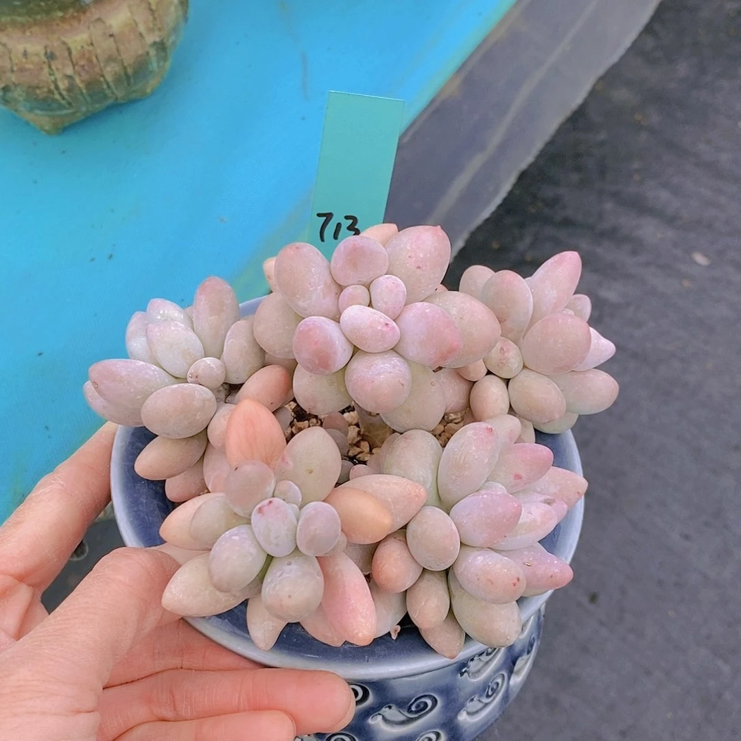 713多肉植物老桩