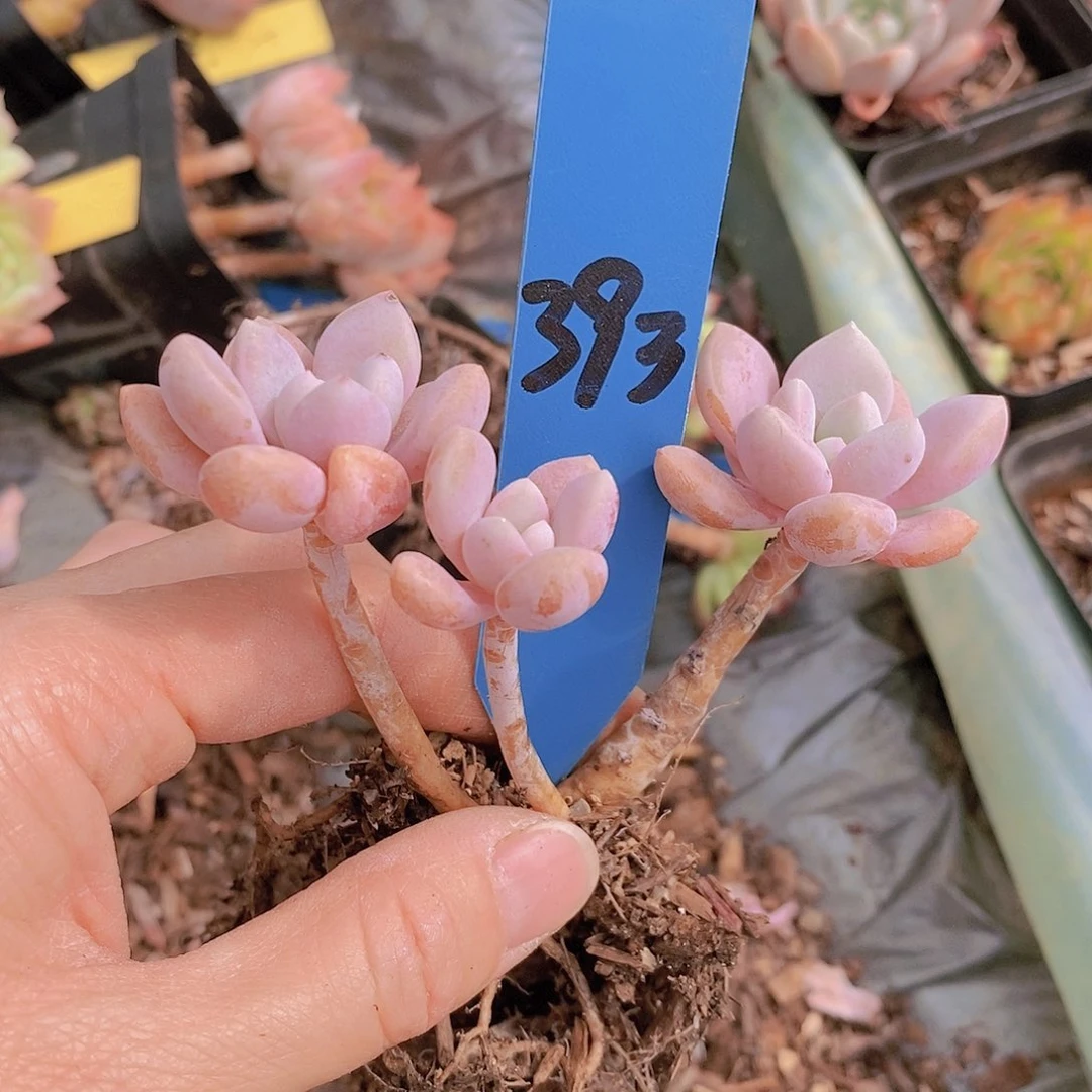 393多肉植物老桩