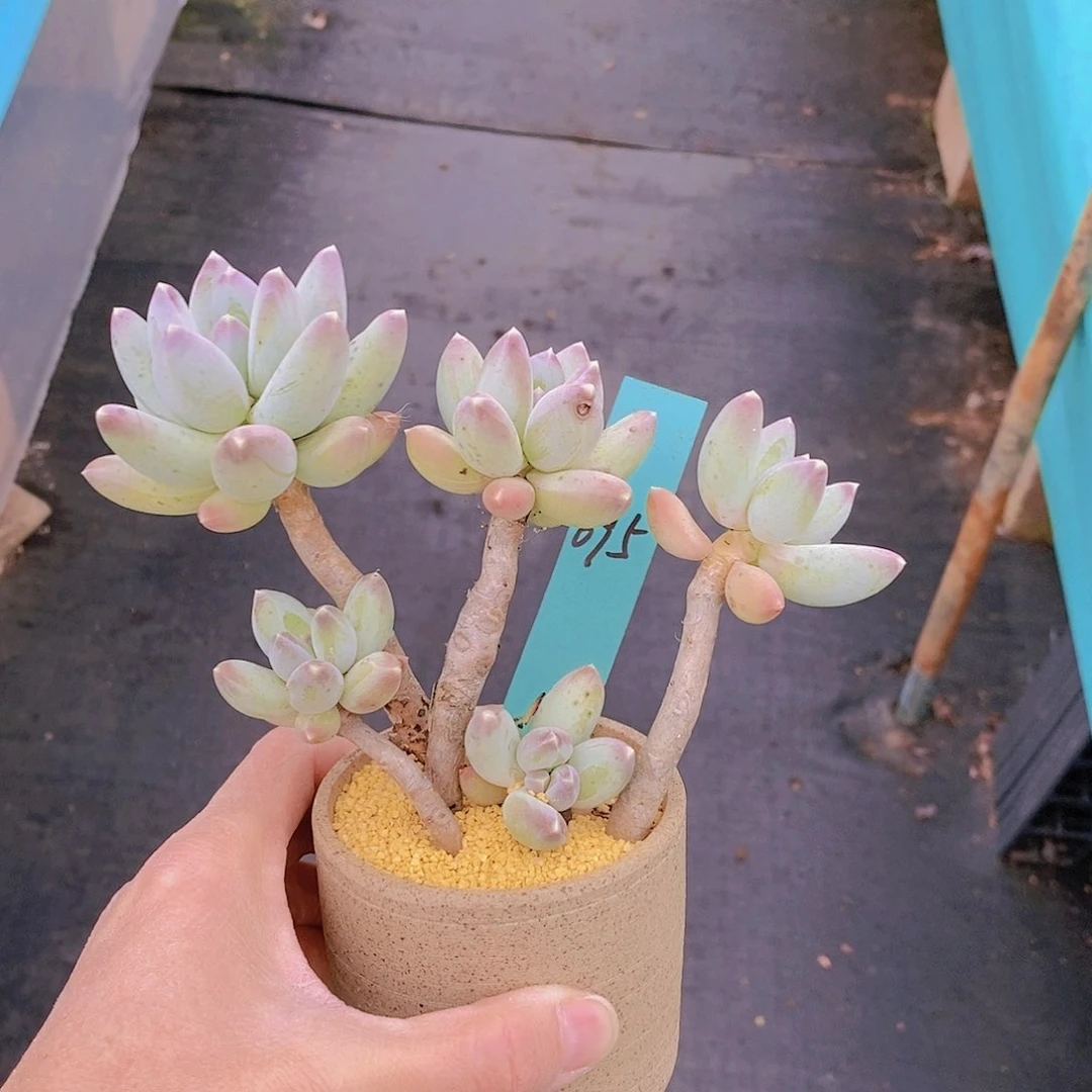 695多肉植物老桩