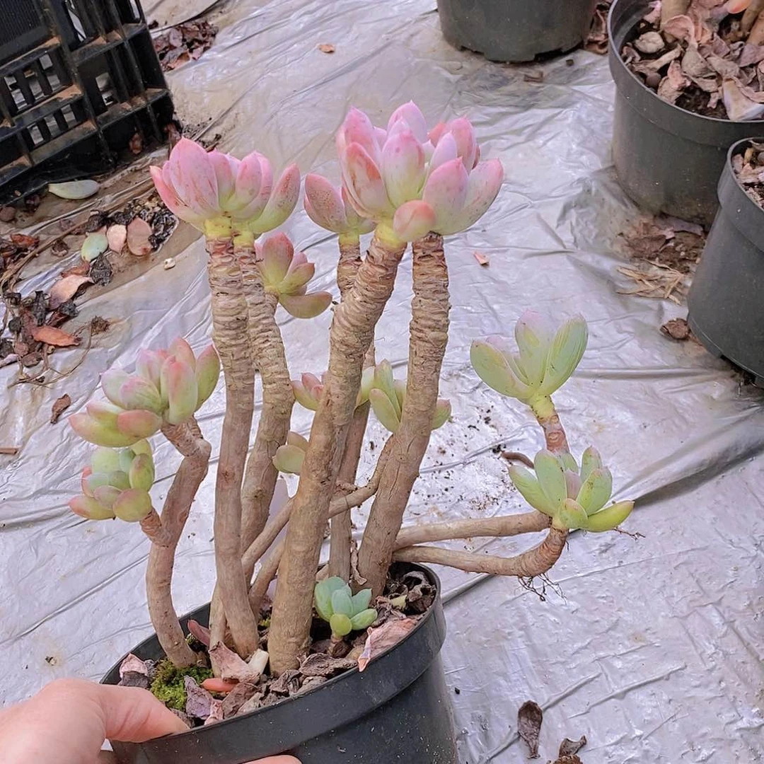 214多肉植物老桩