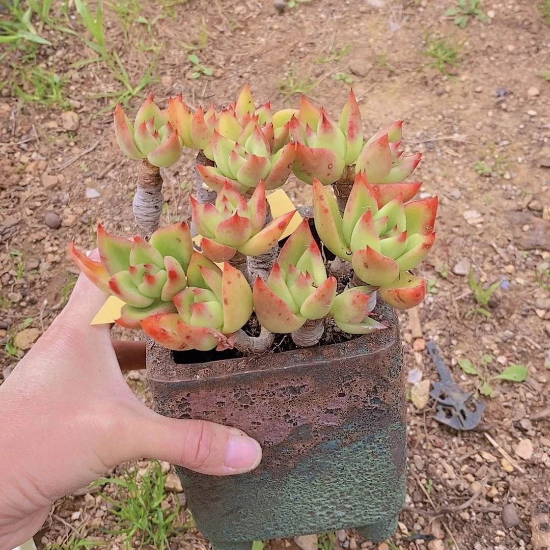 515多肉植物老桩