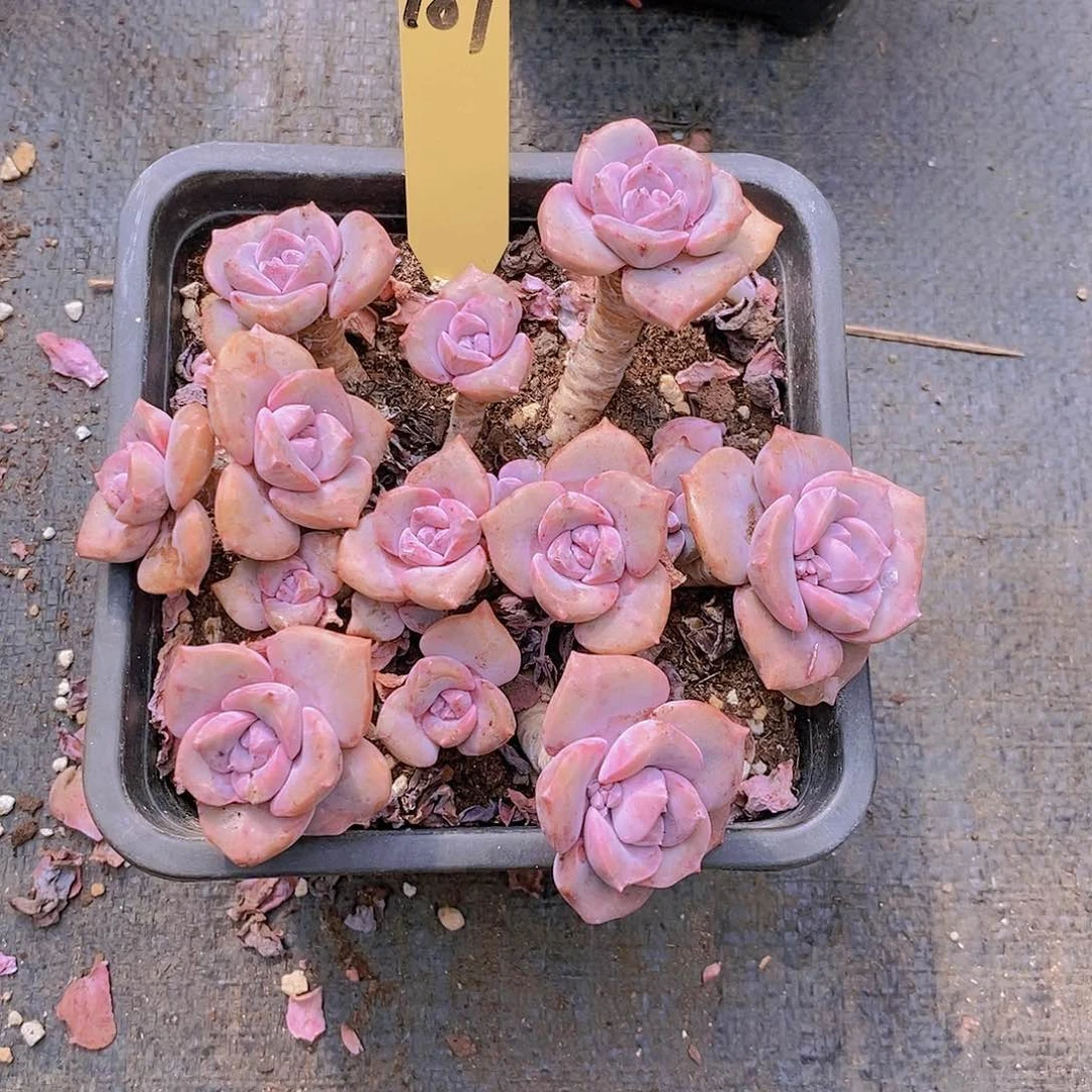 187多肉植物老桩