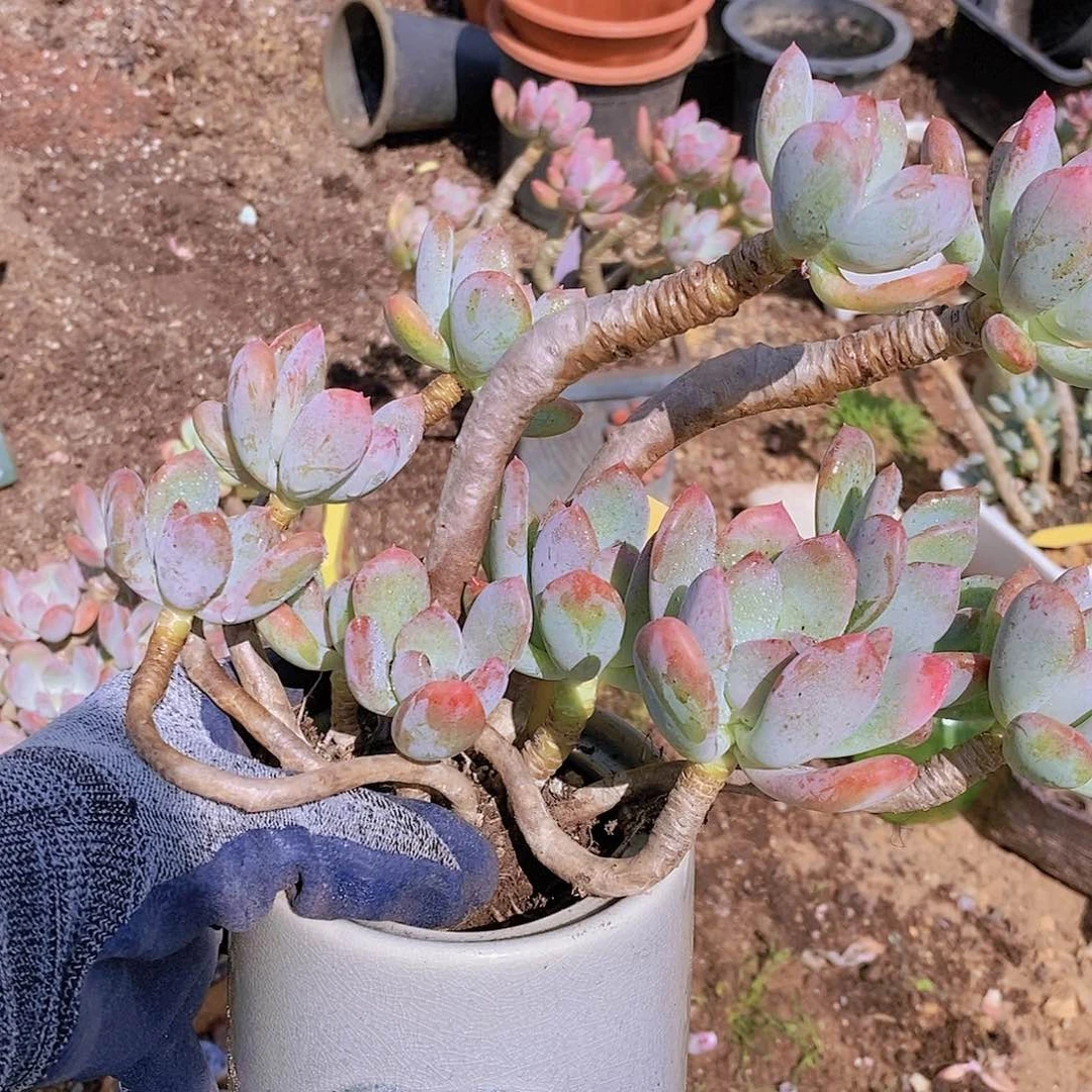 233多肉植物老桩