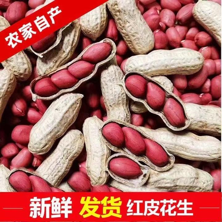2024年新鲜红皮花生带壳四粒红皮花生晒干农家自种红皮花生挑选
