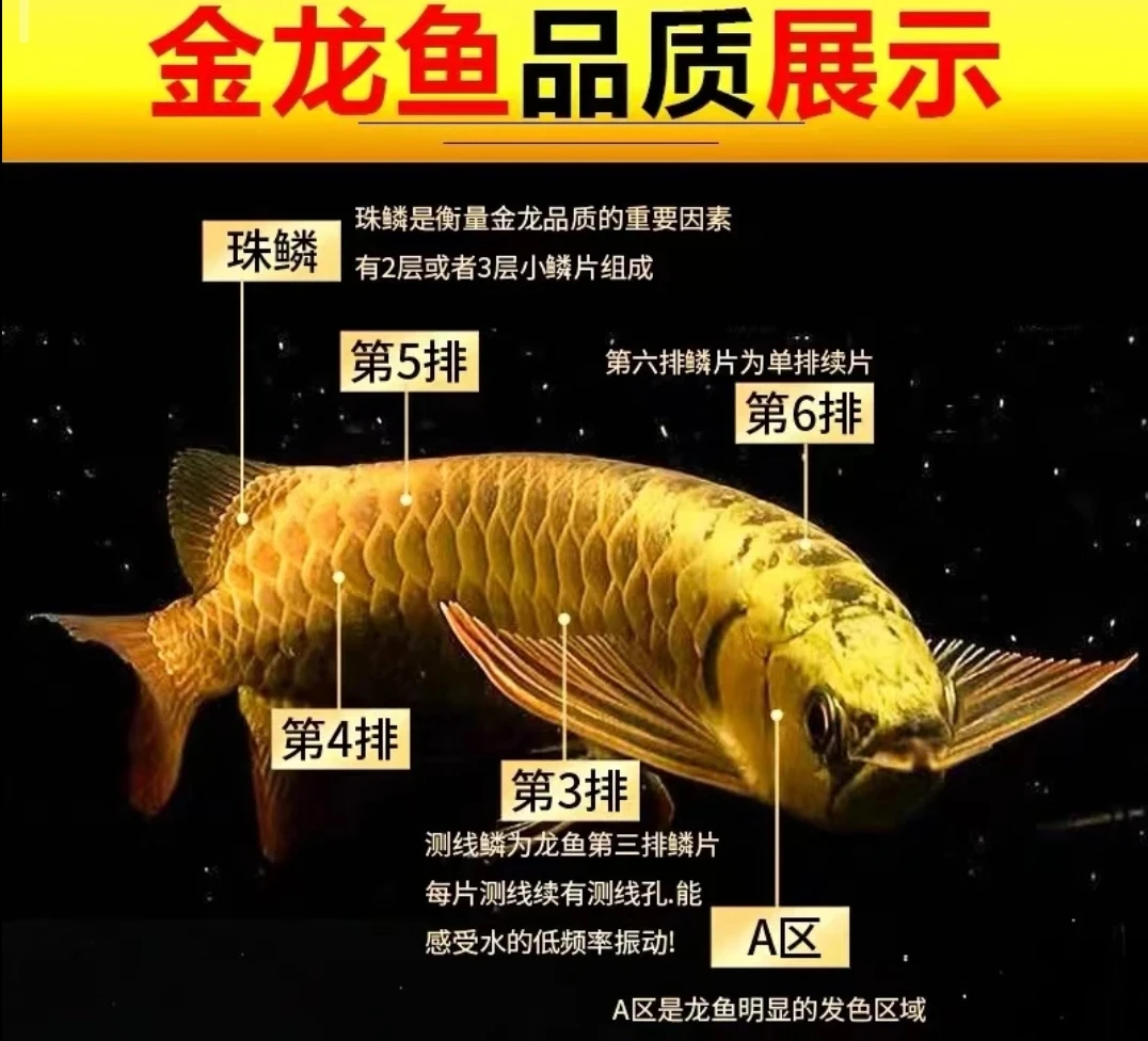 马来西亚小金龙古典蓝底金龙金鱼观赏鱼