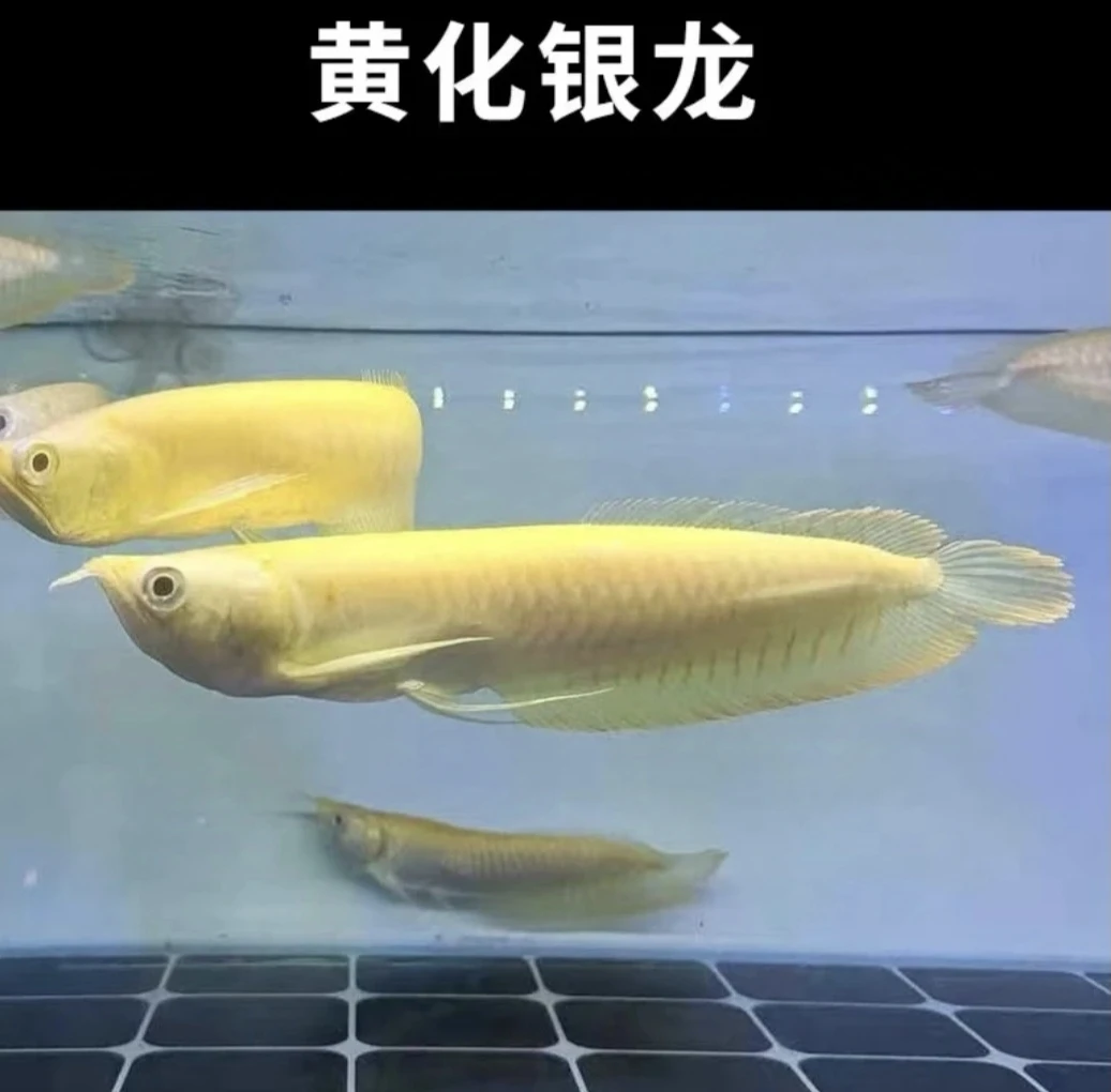 红眼白子黄化银龙现清缸处理任你选金鱼观赏鱼