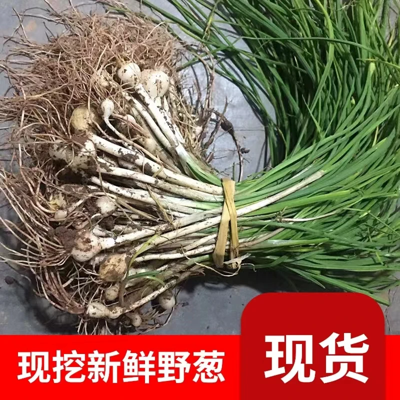 湖南野葱野小蒜1斤包邮