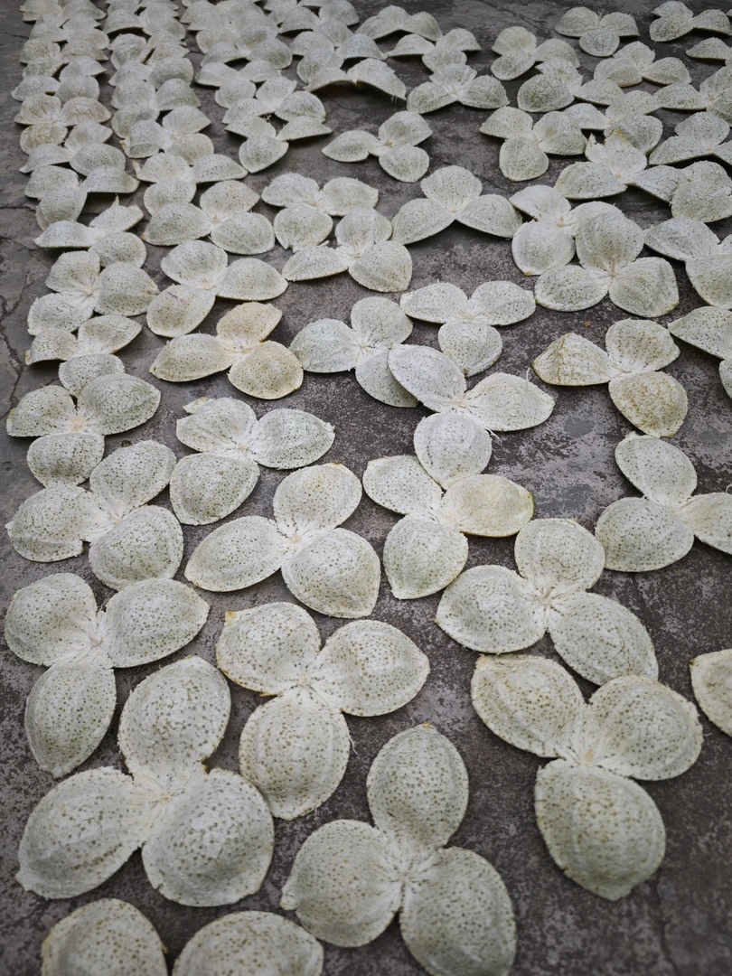 【自家果园】正宗新会天马二村二红皮原枝