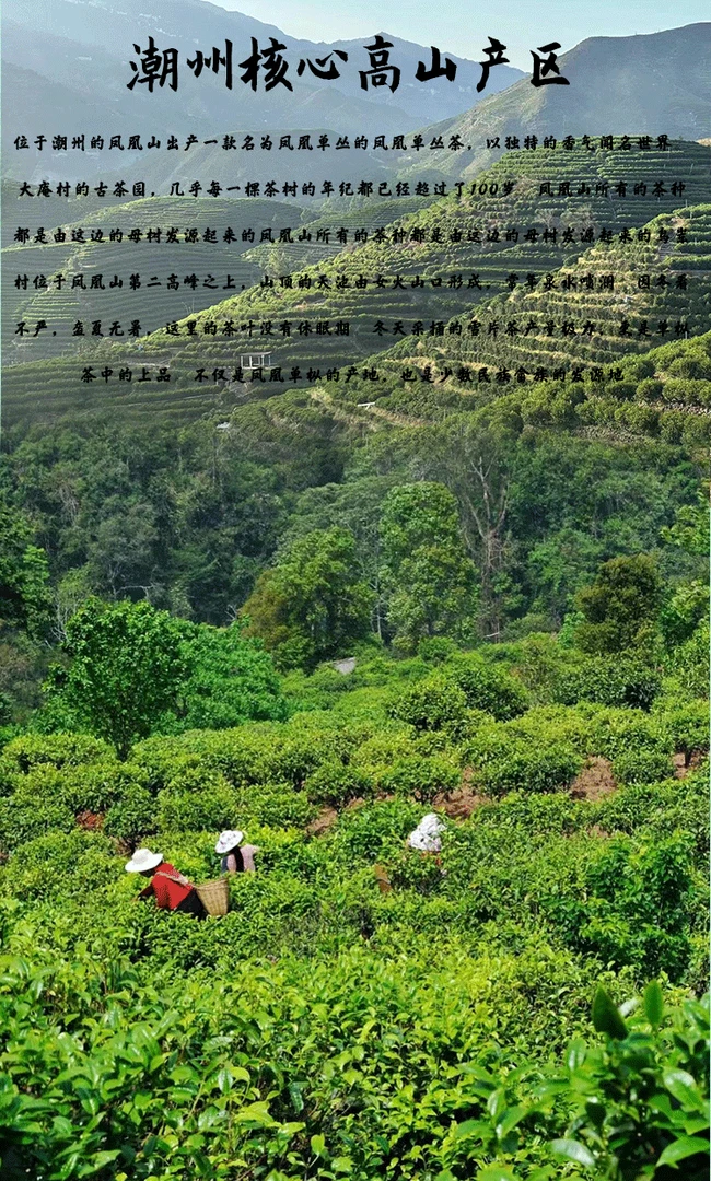 【潮州】点菜链接凤凰单丛茶