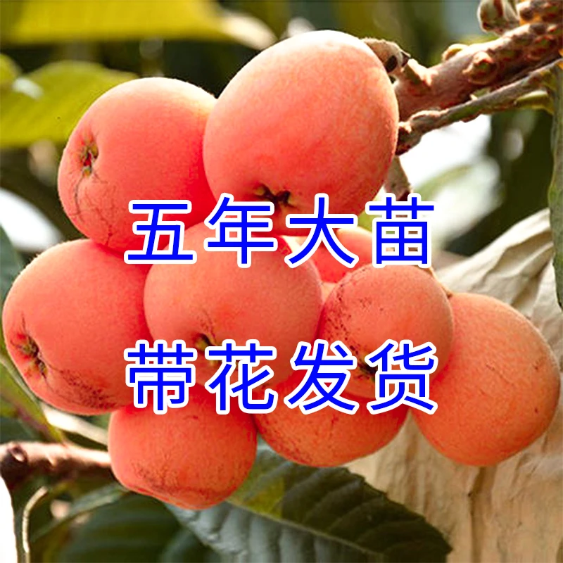 大五星枇杷苗树地栽特大南北方白玉无核早钟塘栖嫁接枇杷树苗蒙自