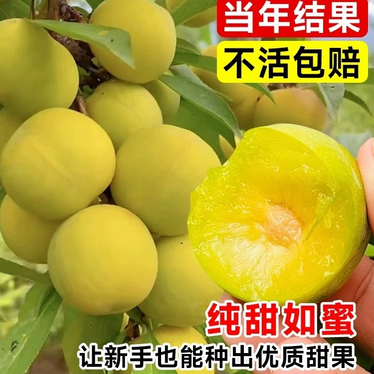 正宗嫁接耐寒蜂糖李子树苗适合南北方种植当年结果晚熟清泉李子苗
