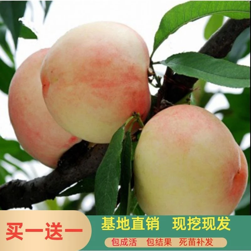 正宗冬桃树苗桃树嫁接苗油桃黄桃苗现挖发货盆栽果树果苗早熟苗