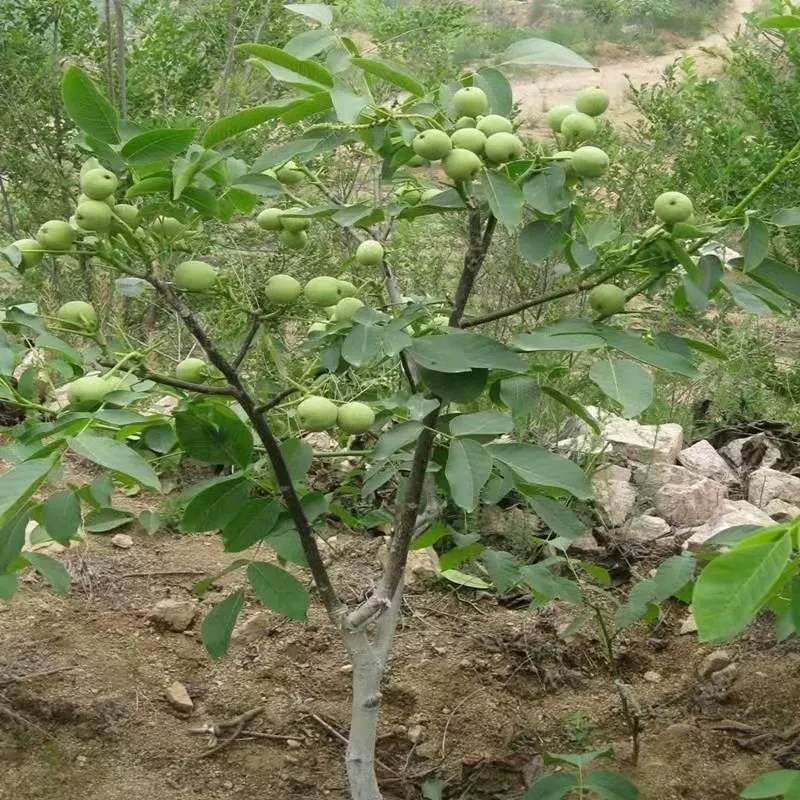 核桃苗8518嫁接苗特大薄皮核桃树苗南北方四季种植果树苗当年结果