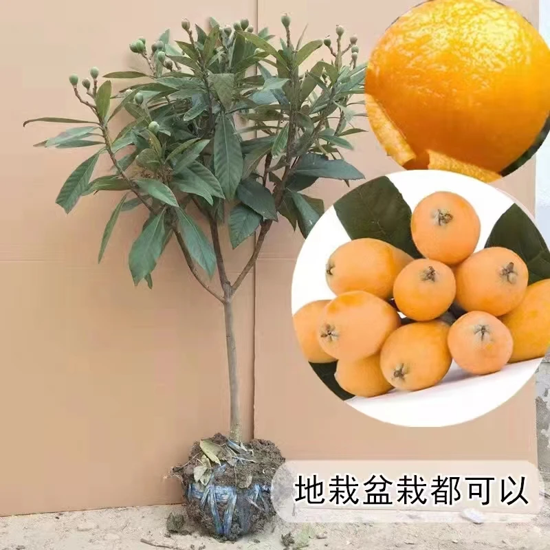 嫁接大五星枇杷树苗春季夏季栽苗当年结果适宜南北方种植庭院阳台
