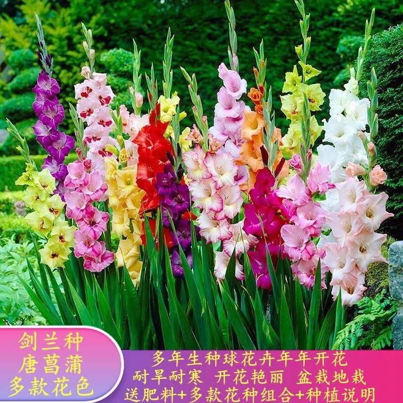 【特惠】剑兰种球多年生花卉菖兰花球唐菖蒲花种耐寒四季种当年开花