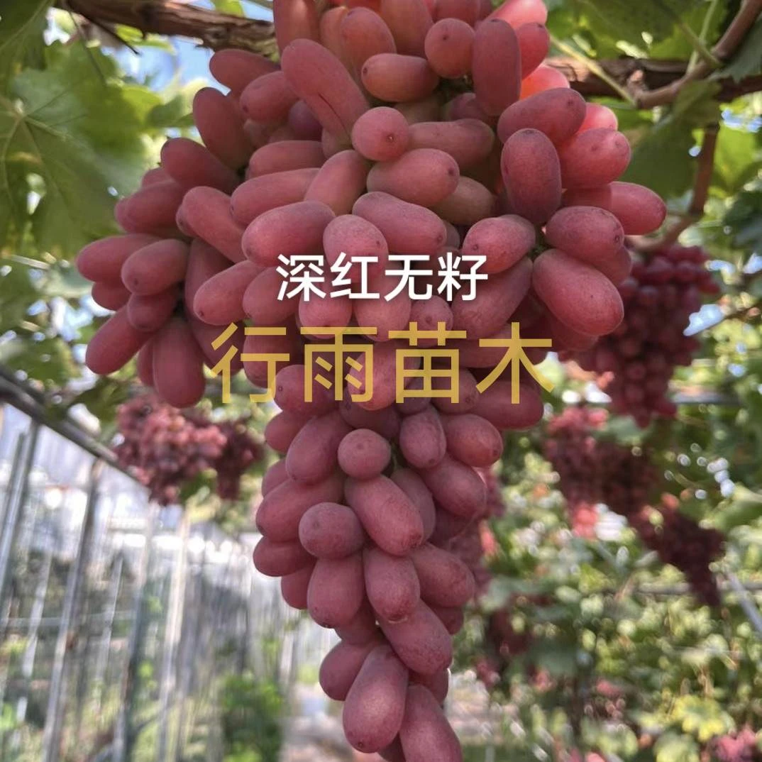 行雨苗木-深红无籽嫁接苗（夏黑砧木）