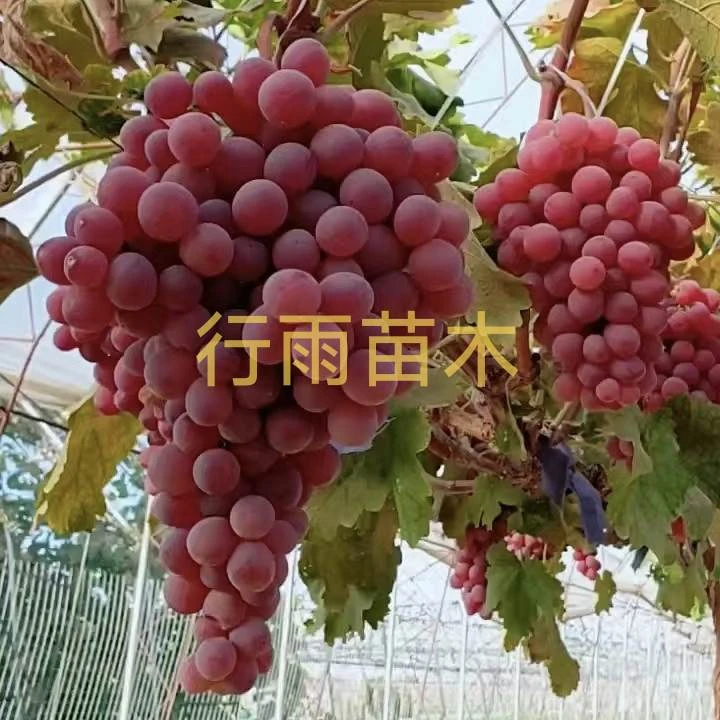 红提（ 扦插苗）行雨苗木